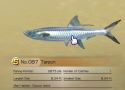 Tarpon