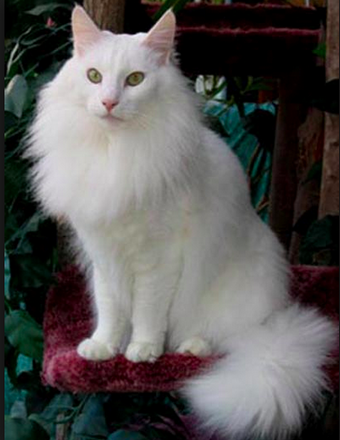 Angora Turco Wikia Wiki Cat Fandom