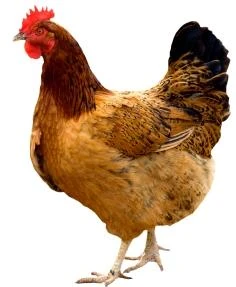 Imagen - Gallina.jpg | Wiki Wiki Los 200 Mundo | FANDOM powered by Wikia