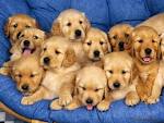 Golden retieghhhhhhh