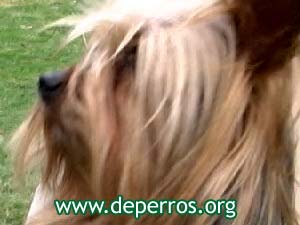 Yorkshire-terrier-1