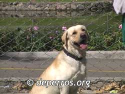 Labrador-retriever-8