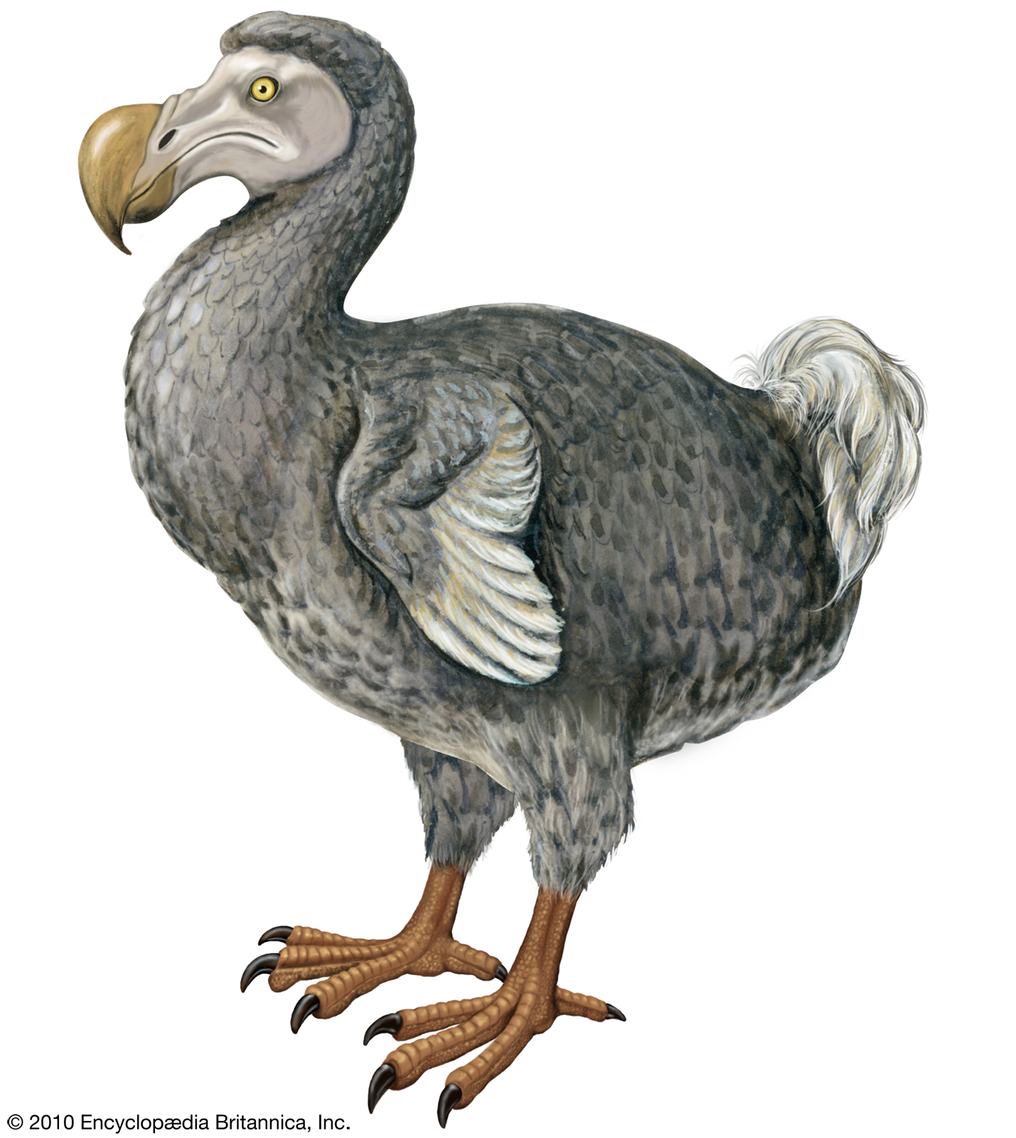 Dodo | Wiki Prehistorica | FANDOM powered by Wikia
