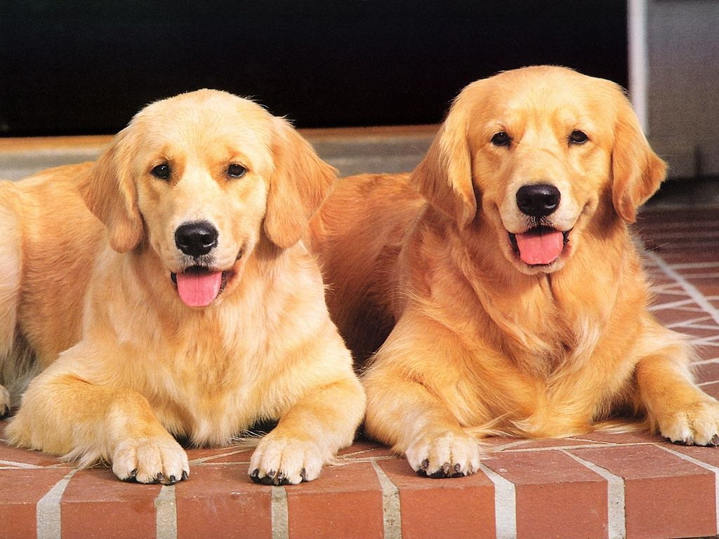 Golden Retriever Wikidog Wiki Fandom Powered By Wikia