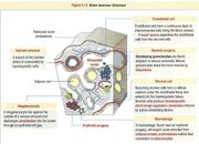 Structure moelle