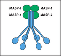 MASP1 MASP2