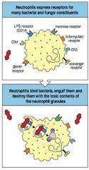 Neutrophile vs bacterie