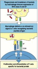 10.13 activation macrophages