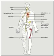 Tissus lymphoides