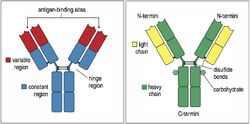4.2 structure IG