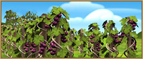 Vineyard