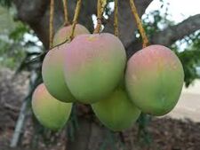 Magos manzana