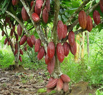 Cacao