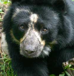 Anteojos