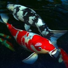 Pez Koi Wiki Wikipets Fandom