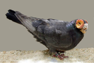 Barb(black)