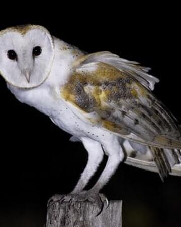 Barn Owl Wild America Wiki Fandom