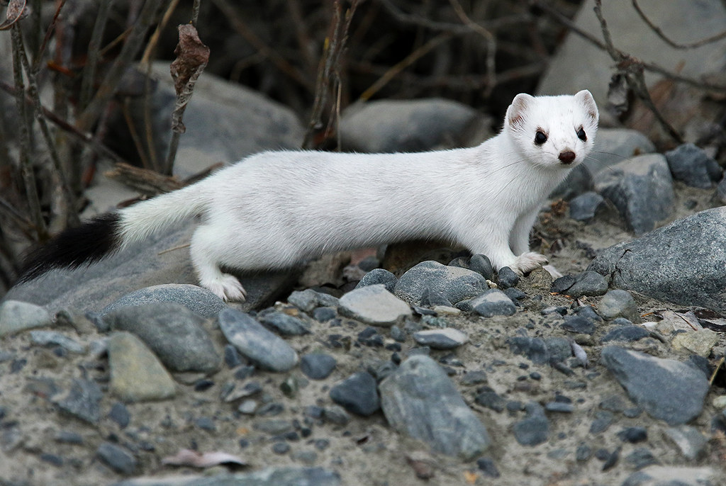 Ermine | Wild America Wiki | Fandom