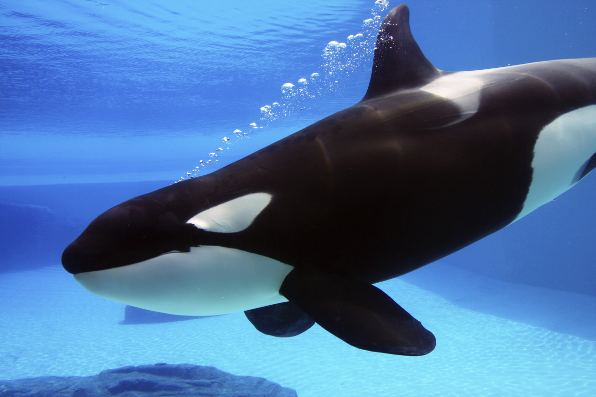 Killer Whale | Wild America Wiki | Fandom