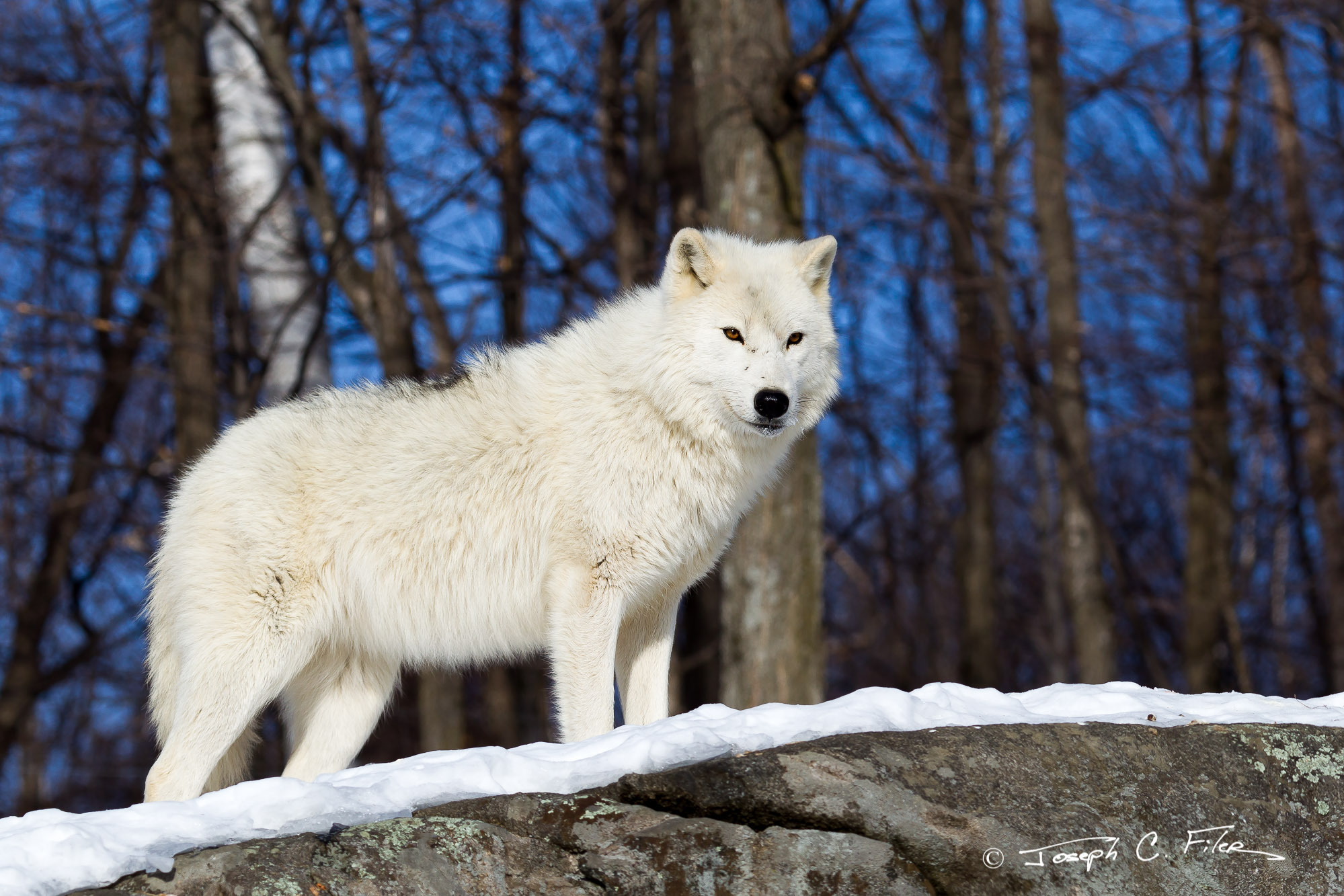 tundra arctic wolf