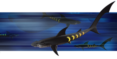 Sharkopath