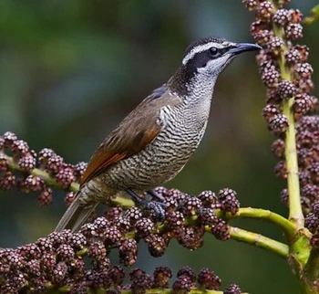 Superb Bird-of-paradise | Wild Kratts Wiki | Fandom