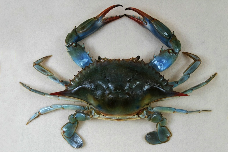 happy fish dream aquarium crab game happy fish dream aquarium crab game