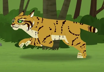 Bobcat | Wild Kratts Wiki | Fandom