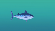 Frigate Mackerel.png (562 KB) Frigate Mackerel