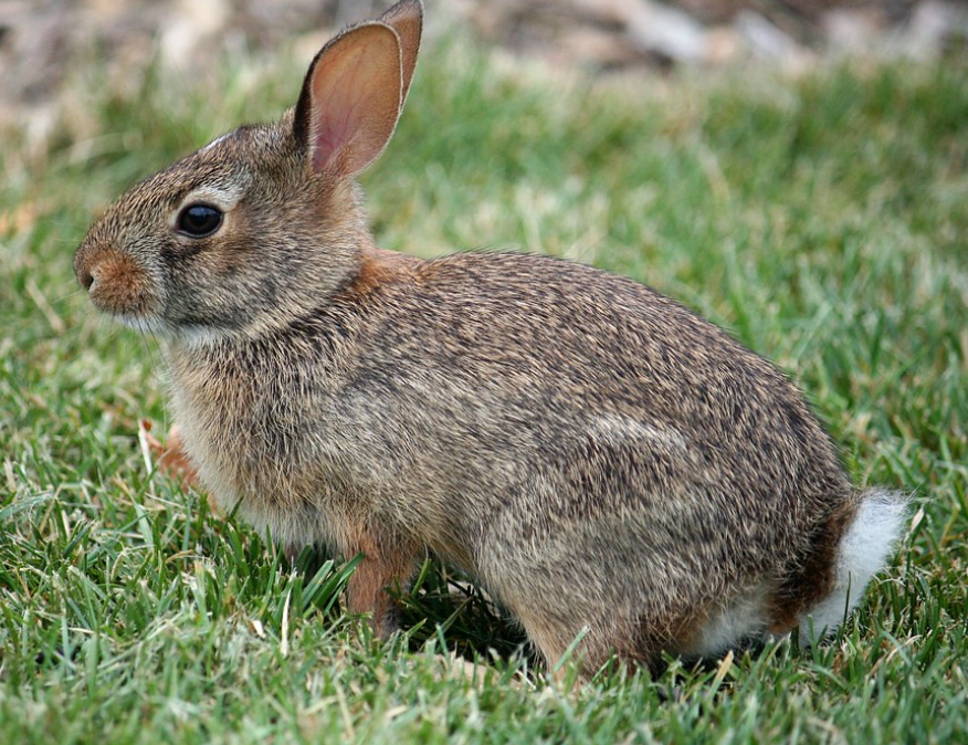 Eastern Cottontail Rabbit Wild Kratts Wiki Fandom