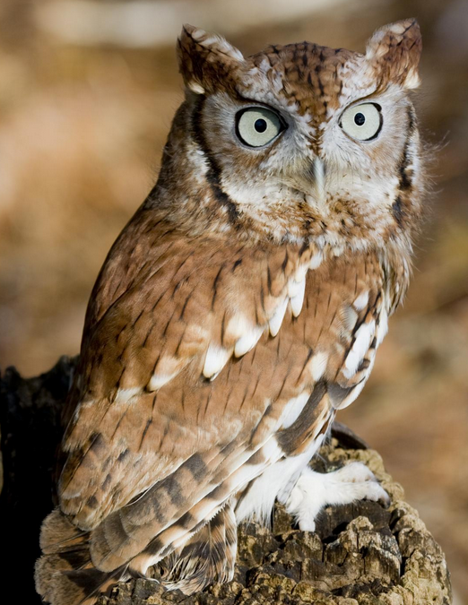 Eastern Screech Owl | Wild Kratts Wiki | Fandom