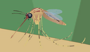 Mosquito.jpeg.png (155 KB) Mosquito.jpeg
