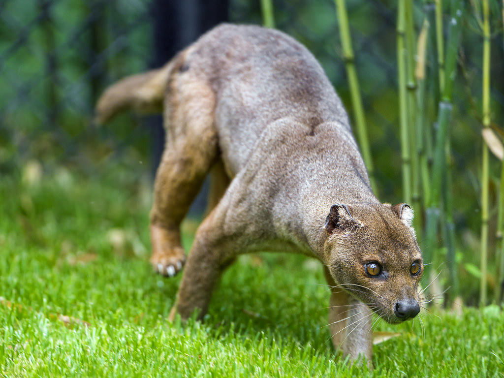 fossa wild kratts wiki fandom powered by wikia