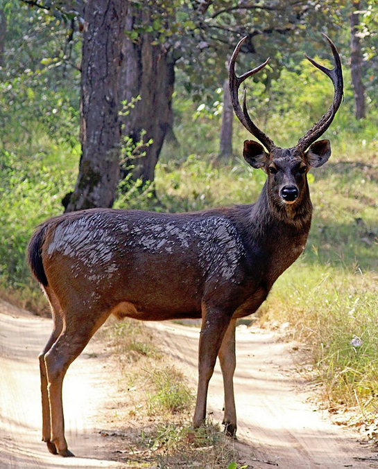 Sambar Deer Wild Kratts Wiki FANDOM powered by Wikia Sambar Deer Wild Kratts Wiki FANDOM powered by Wikia