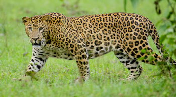 leopard indian real life wild kratts wikia animation
