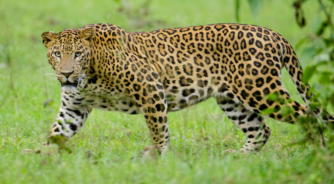 Indian Leopard | Wild Kratts Wiki | FANDOM powered by Wikia