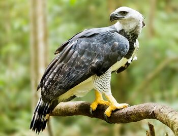 Harpy Eagle | Wild Kratts Wiki | Fandom