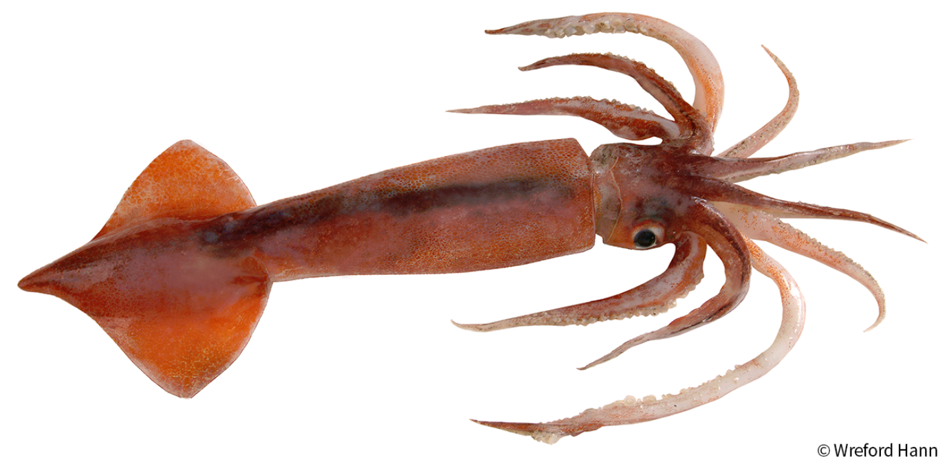 New Zealand Arrow Squid | Wild Kratts Wiki | Fandom