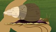 GiantEquatorialLandSnail.jpg (117 KB) GiantEquatorialLandSnail