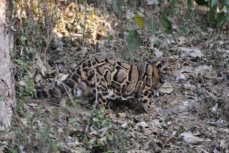 Category:Clouded Leopards | Wild Kratts Wiki | Fandom