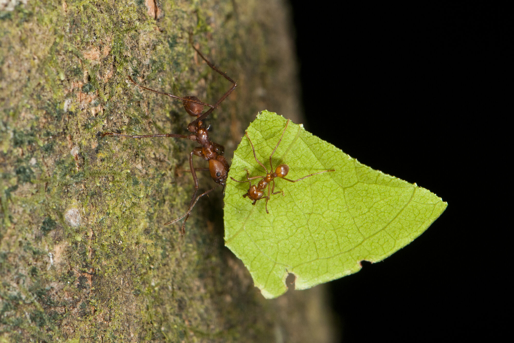 Leafcutter Ant | Wild Kratts Wiki | Fandom