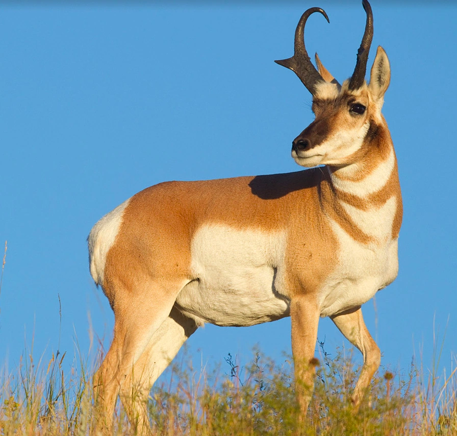 Pronghorn | Wild Kratts Wiki | Fandom