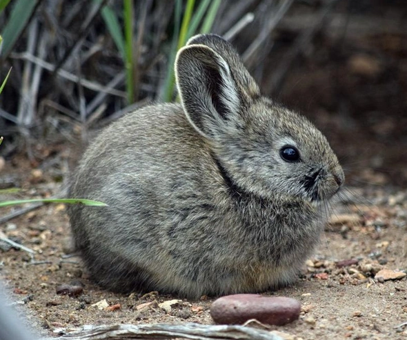 Pygmy Rabbit | Wild Kratts Wiki | Fandom