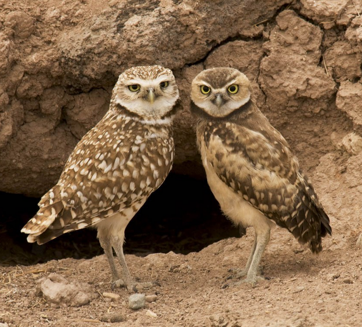 Burrowing Owl | Wild Kratts Wiki | Fandom