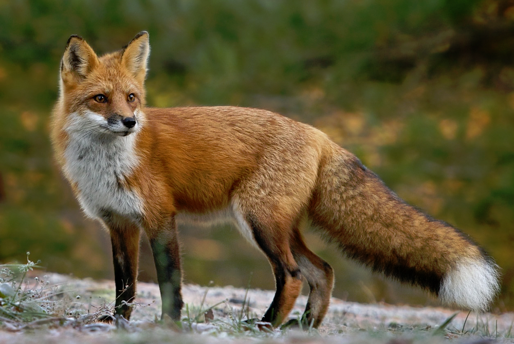 Red Fox | Wild Kratts Wiki | Fandom