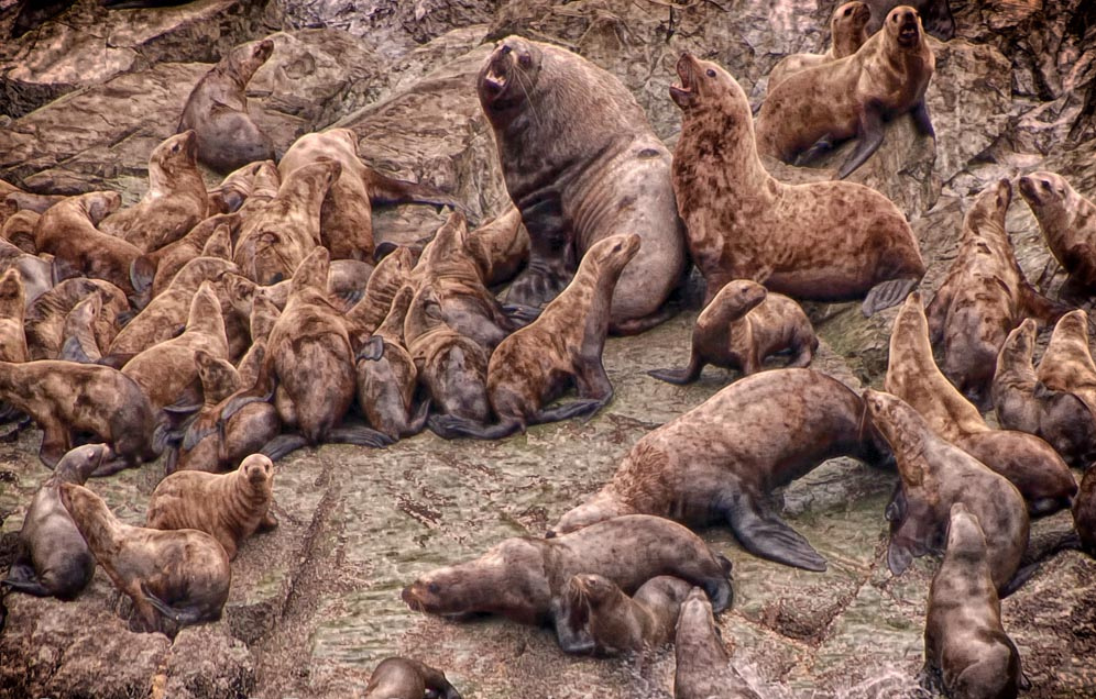 Steller Sea Lion | Wild Kratts Wiki | FANDOM powered by Wikia