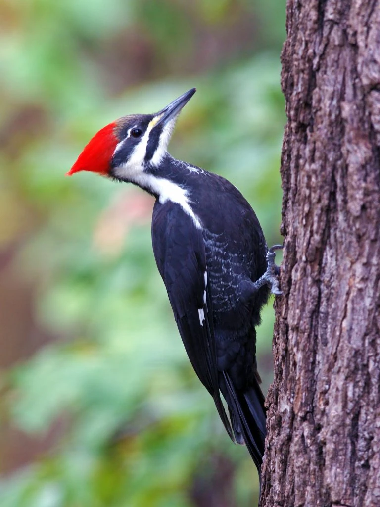 Pileated Woodpecker | Wild Kratts Wiki | Fandom
