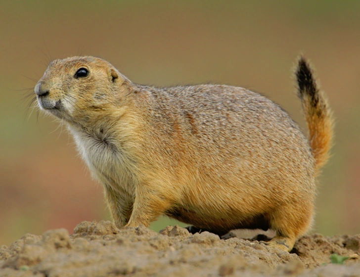 Black-tailed Prairie Dog | Wild Kratts Wiki | Fandom