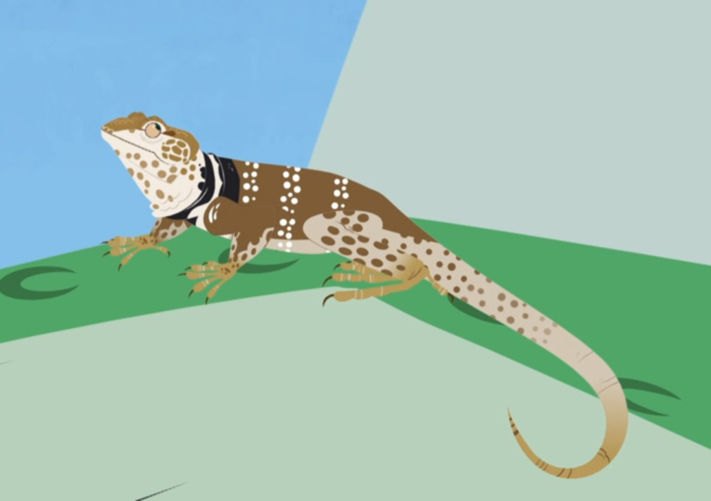 Image - CollardLizard.png | Wild Kratts Wiki | FANDOM powered by Wikia