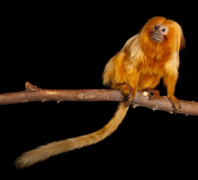 Golden Lion Tamarin | Wild Kratts Wiki | Fandom